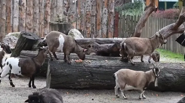 Stanovnici zagrebačkog ZOO-a istraživali svoje poklone: Pogledajte &scaron;to su dobili
