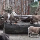 Stanovnici zagrebačkog ZOO-a istraživali svoje poklone: Pogledajte &scaron;to su dobili