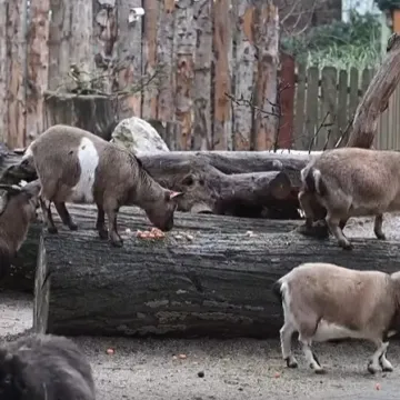 Stanovnici zagrebačkog ZOO-a istraživali svoje poklone: Pogledajte &scaron;to su dobili