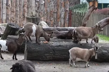 Stanovnici zagrebačkog ZOO-a istraživali svoje poklone: Pogledajte &scaron;to su dobili