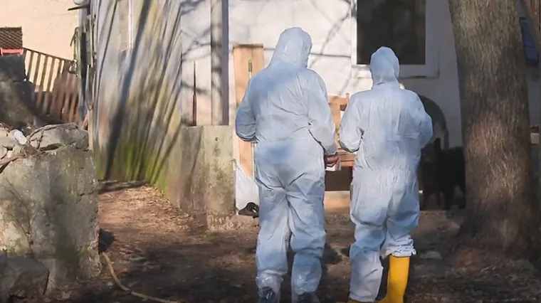 Strah među stočarima: Samo danas eutanazirano vi&scaron;e od 60 životinja, a za sve je kriv ilegalni ovan?