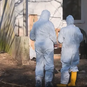 Strah među stočarima: Samo danas eutanazirano vi&scaron;e od 60 životinja, a za sve je krivi ilegalni ovan?