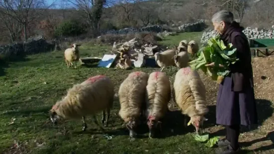 Nakon &scaron;to je ilegalni ovan u Zagoru donio kugu, novi slučajevi i kilometrima dalje