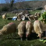 Nakon &scaron;to je ilegalni ovan u Zagoru donio kugu, novi slučajevi i kilometrima dalje