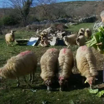 Nakon &scaron;to je ilegalni ovan u Zagoru donio kugu, novi slučajevi i kilometrima dalje