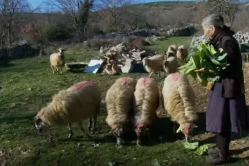 Nakon &scaron;to je ilegalni ovan u Zagoru donio kugu, novi slučajevi i kilometrima dalje