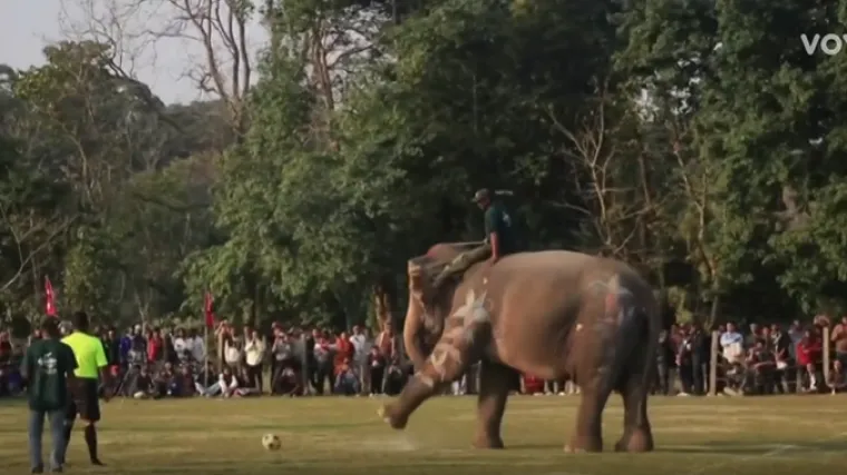 Ono kad slonovi zaigraju nogomet: Ne, zaista, igraju nogomet u Nepalu