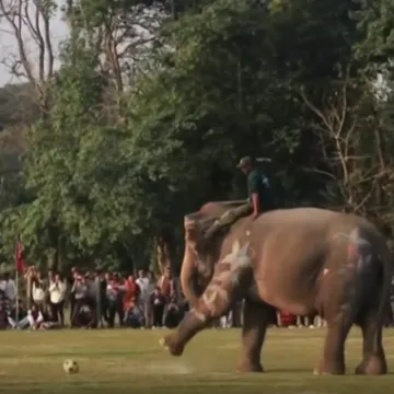 Ono kad slonovi zaigraju nogomet: Ne, zaista, igraju nogomet u Nepalu