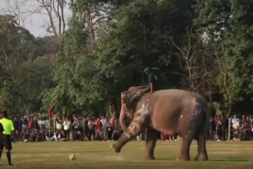 Ono kad slonovi zaigraju nogomet: Ne, zaista, igraju nogomet u Nepalu