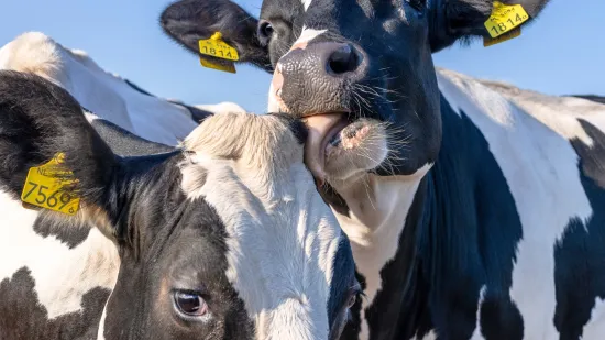 Hoće li potez države odvesti seljake u potpuni očaj? Stručnjak otkriva sistemsku gre&scaron;ku