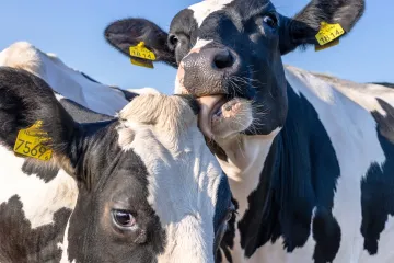 Hoće li potez države odvesti seljake u potpuni očaj? Stručnjak otkriva sistemsku gre&scaron;ku
