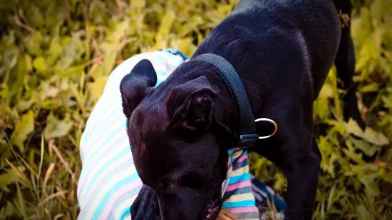 Pas napao dijete, policija upozorila vlasnike! 'Kazna ide i do tisuću eura'