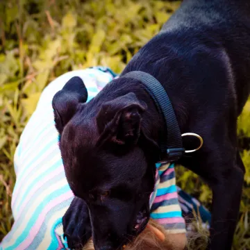 Pas napao dijete, policija upozorila vlasnike! 'Kazna ide i do tisuću eura'