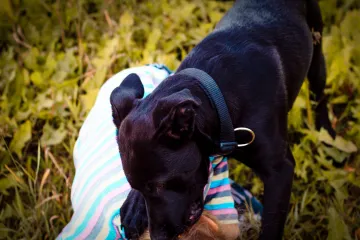 Pas napao dijete, policija upozorila vlasnike! 'Kazna ide i do tisuću eura'