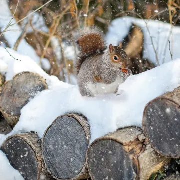 Borba s hladnoćom: 25 nevjerojatnih načina na koje životinje preživljavaju zimu