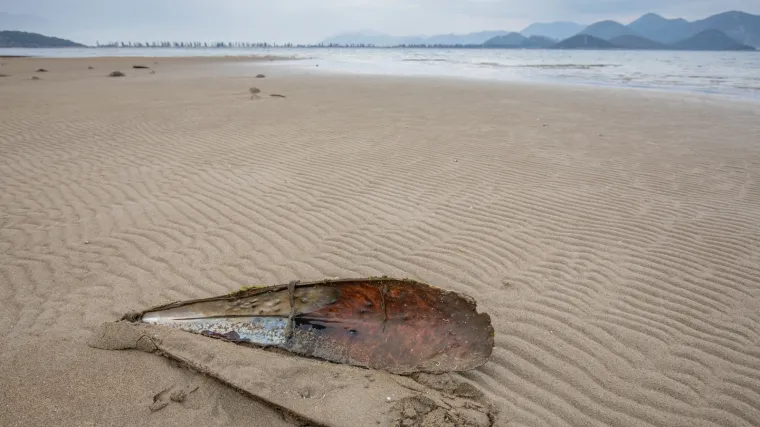 Ostajemo bez endema: Ima ih jo&scaron; samo sedam! Nestaju bez traga, bacaju na njih beton!