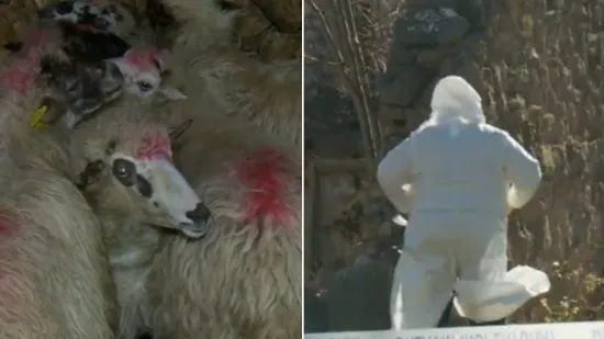 Agroproteinka ponovno u Dalmatinskoj zagori: Zbog opasne bolesti eutanazirano 11 ovaca