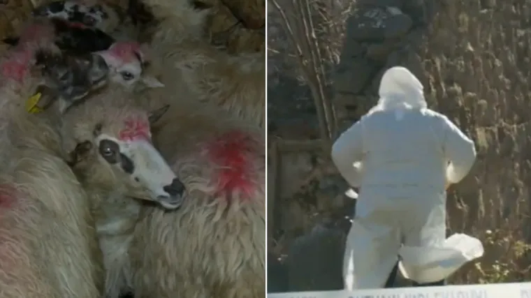 Agroproteinka ponovno u Dalmatinskoj zagori: Zbog opasne bolesti eutanazirano 11 ovaca