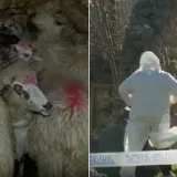 Agroproteinka ponovno u Dalmatinskoj zagori: Zbog opasne bolesti eutanazirano 11 ovaca