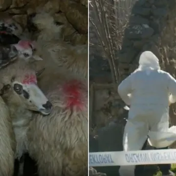 Agroproteinka ponovno u Dalmatinskoj zagori: Zbog opasne bolesti eutanazirano 11 ovaca