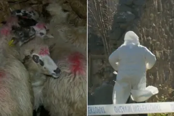 Agroproteinka ponovno u Dalmatinskoj zagori: Zbog opasne bolesti eutanazirano 11 ovaca