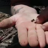 Cijena zlata nikad veća, mnogi krenuli u potragu u 'zlatni trokut': 'Do&scaron;li smo oku&scaron;ati sreću'