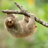 [KVIZ] Jesi li stručnjak o ljenjivcima?