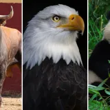 Koje su životinje nacionalni simboli ovih država? Pazi! Pitanja su zahtjevna