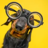 Samo će hodajuće enciklopedije znati odgovore na ova &scaron;a&scaron;ava pitanja, svaka čast ako i&scaron;ta pogodite