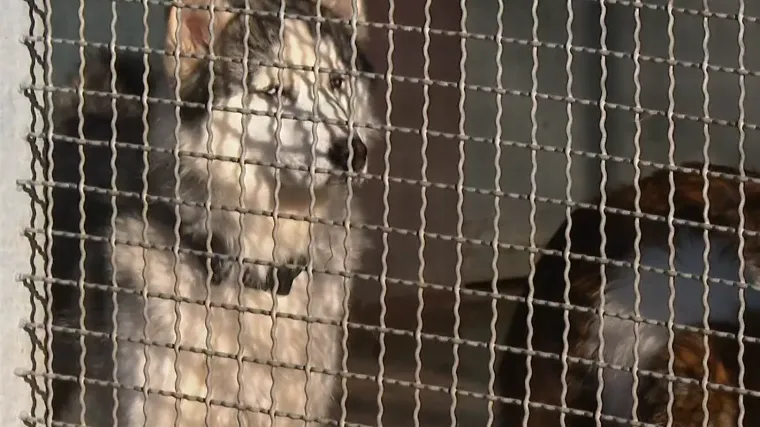 Najluđa noć bila je opasna za mnoge životinje: 'Kad krene pucnjava sumanuto bježe'