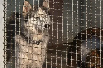 Najluđa noć bila je opasna za mnoge životinje: 'Kad krene pucnjava sumanuto bježe'