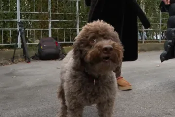 Ma&scaron;a je zbog petardi pretrčala četiri kilometra, spas je prona&scaron;la u hotelu: 'Sve se odigralo u par sekundi'