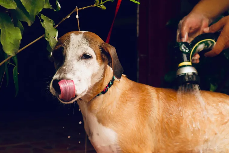 Za&scaron;to se psi vole valjati u prljav&scaron;tini i smradu? Ova česta pojava zbunjuje vlasnike