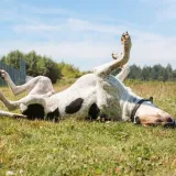 Za&scaron;to se psi vole valjati u prljav&scaron;tini i smradu? Ova česta pojava zbunjuje vlasnike