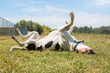 Za&scaron;to se psi vole valjati u prljav&scaron;tini i smradu? Ova česta pojava zbunjuje vlasnike