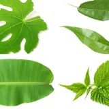 Stvarno si genijalac ako prepozna&scaron; ovo voće po li&scaron;ću: Na nekim se pitanjima lako poskliznuti