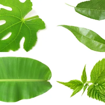 Stvarno si genijalac ako prepozna&scaron; ovo voće po li&scaron;ću: Na nekim se pitanjima lako poskliznuti