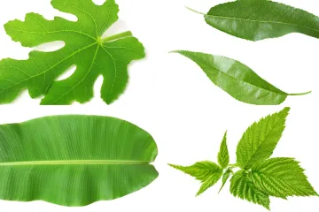 Stvarno si genijalac ako prepozna&scaron; ovo voće po li&scaron;ću: Na nekim se pitanjima lako poskliznuti