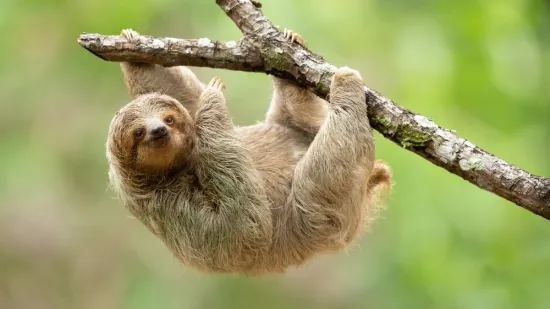 [KVIZ] Kakvo je tvoje poznavanje sporih životinja?