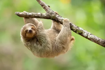 [KVIZ] Kakvo je tvoje poznavanje sporih životinja?