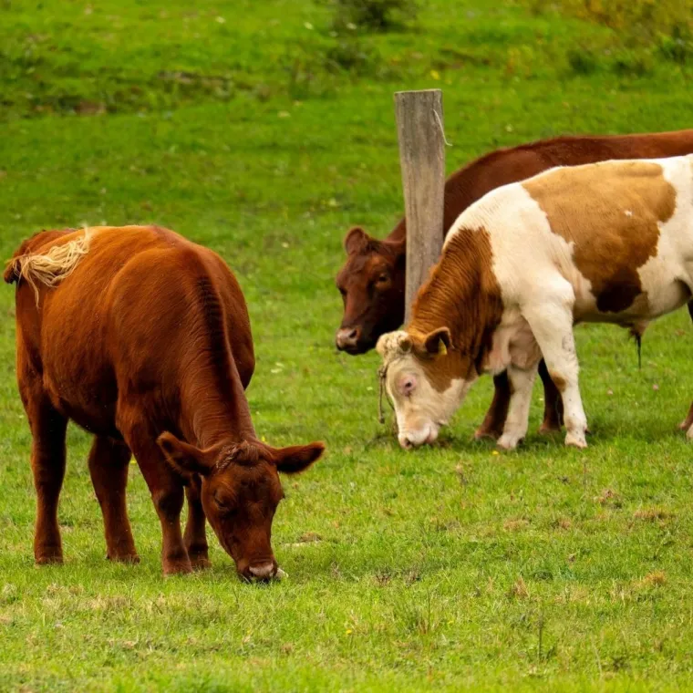 Razvitak i modernizacija ruralnih područja u Republici Hrvatskoj na&scaron;a je gospodarska strategija