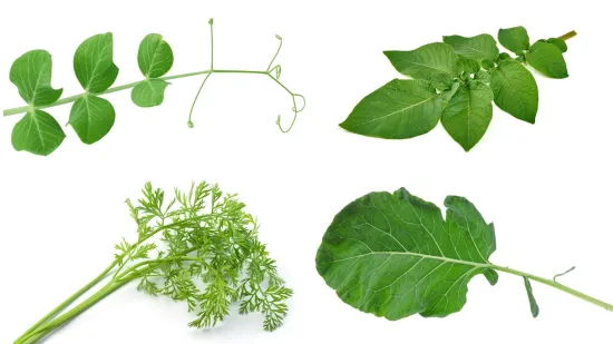 Nije lako prepoznati li&scaron;će ovog povrća: Dokaži da si genije na ovom kvizu