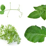 Nije lako prepoznati li&scaron;će ovog povrća: Dokaži da si genije na ovom kvizu