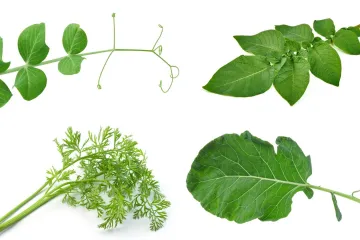 Nije lako prepoznati li&scaron;će ovog povrća: Dokaži da si genije na ovom kvizu