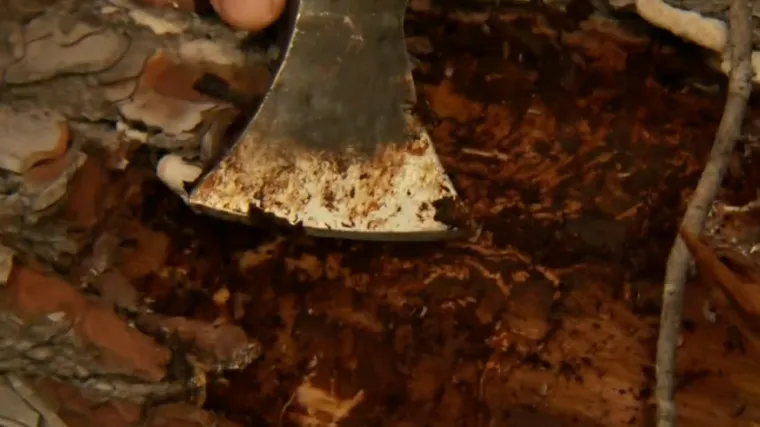 Marjan ima veliki problem: 'Ta buba se namnožila i njoj je sada divno i lijepo'