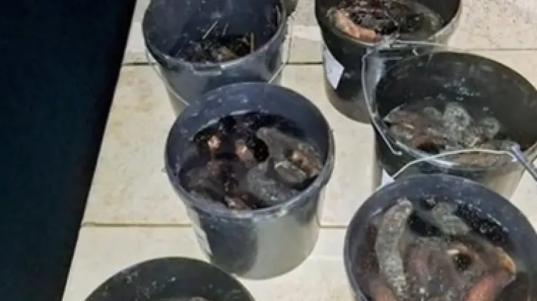 Mu&scaron;karac kod Pule pao sa 100 kila morskih krastavaca: Biolog objasnio kakva ga kazna čeka