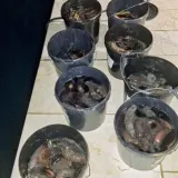 Mu&scaron;karac kod Pule pao sa 100 kila morskih krastavaca: Biolog objasnio kakva ga kazna čeka