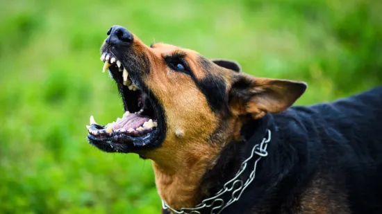 Pas zatočio obitelj u hotelu, otac usred noći zvao policiju: 'Agresivan je, pokazuje zube'