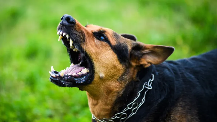 Pas zatočio obitelj u hotelu, otac usred noći zvao policiju: 'Agresivan je, pokazuje zube'