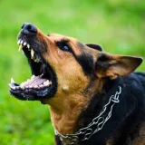 Pas zatočio obitelj u hotelu, otac usred noći zvao policiju: 'Agresivan je, pokazuje zube'